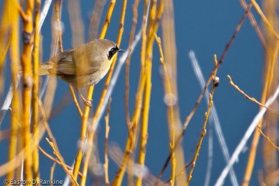 Common Yellowthroat