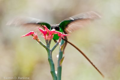 Doctor Bird at Monkey Fiddle (Pedilanthus tithymaloides)