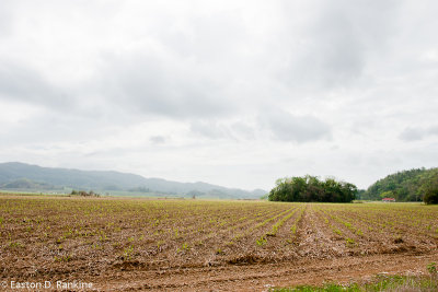Newly Planted Sugarcane - Siloah