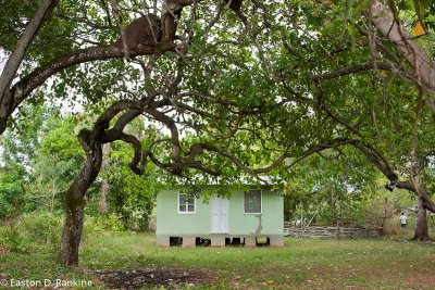 Little Green House