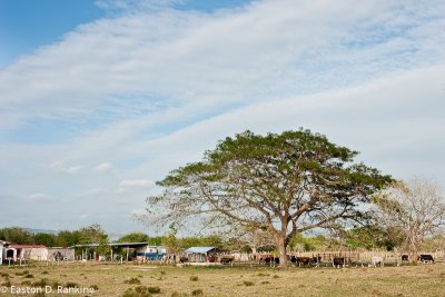 Cattle with Guango Tree