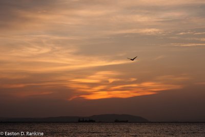 Across Kingston Harbour II