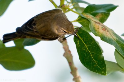 Warbler