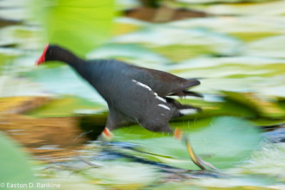 Morehen