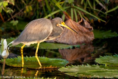 Blue Gaulin - (Florida caerulea) I