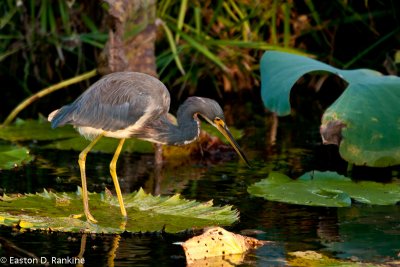 Blue Gaulin - (Florida caerulea) II