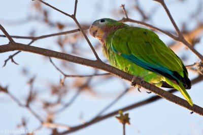 Yellow Bill Parrot - (Amazona collaria)