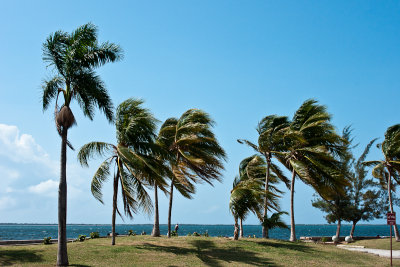 Wind Swept Palms