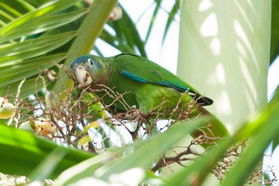 Yellow Bill Parrot - (Amazona collaria)