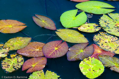 Lily Pads I, Hope Gardens, St Andrew