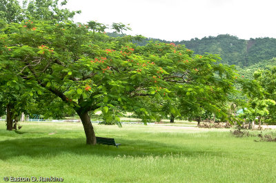 Hope Gardens, St. Andrew