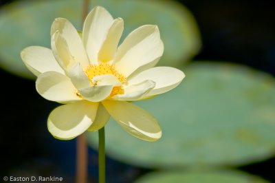 Water Lily, Hope Gardens, St. Andrew