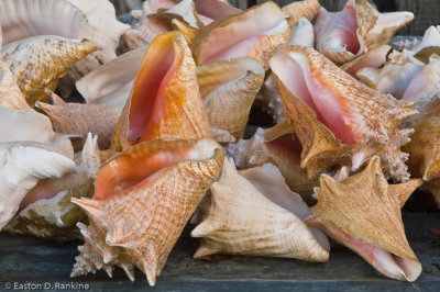 Conch Shells, St. James