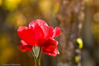 Rose I