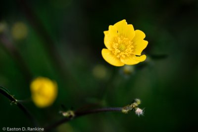 Buttercup I