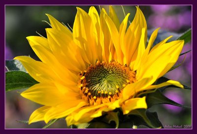 fall sunflower