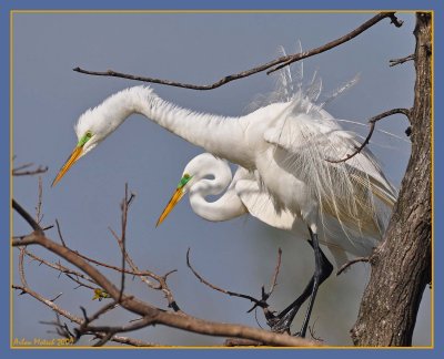 Great Egret sparking the ladies