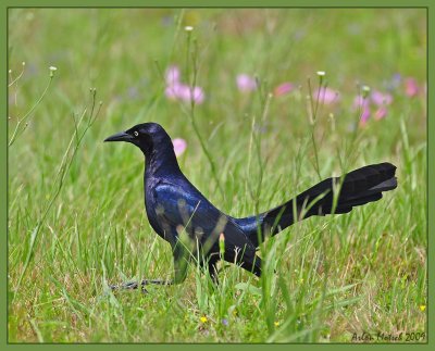 great tailed grackle