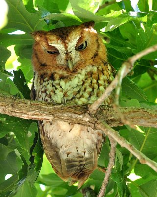 red phase eastern screech owl (roosting with the gray)