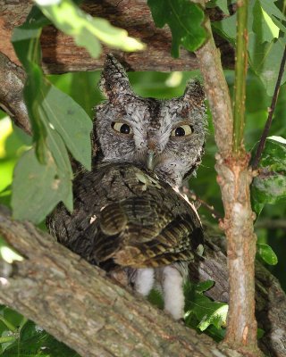 grey phase eastern screech owl
