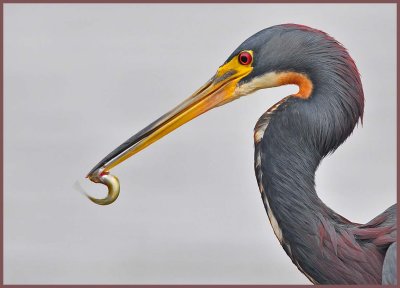 Tricolored heron with a snack