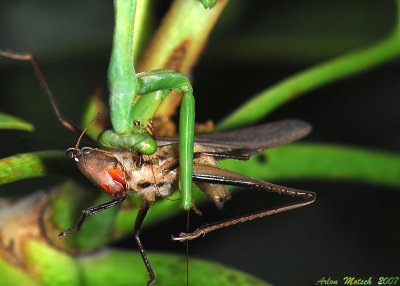 mantis and grass hopper