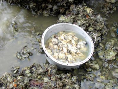 Ma Shi Chau (°¨«Ë¬w)