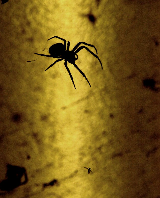 the kiss of a spiderwoman