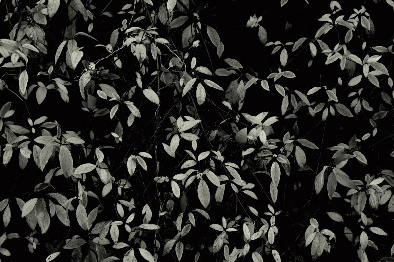 wallpaper