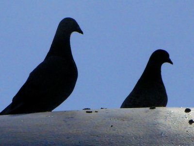 dove ness