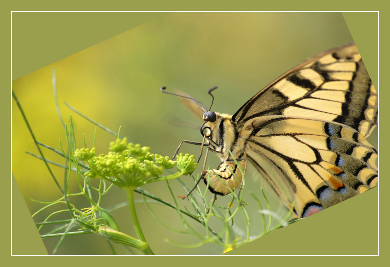 Fleur et Papillon