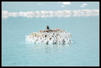 Dead sea