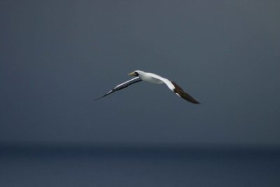 Following The Ship