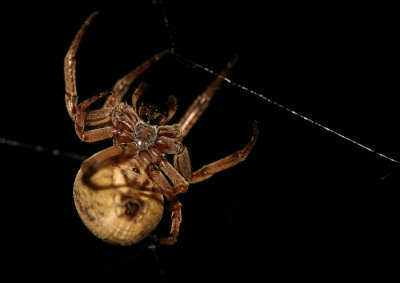 Spider in the night.jpg