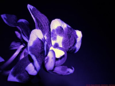 Orchid_UV_3291452_c.jpg