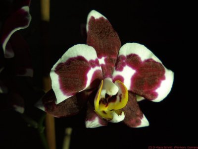 Orchid_VIS_3291433_c.jpg