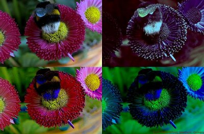 Bumble Bee x4_c.jpg