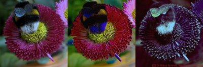 Bumble Bee II x3_c.jpg