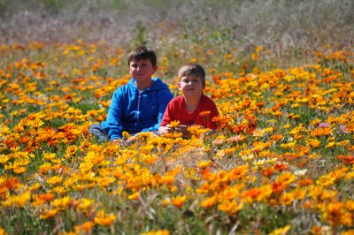 in the flower bed