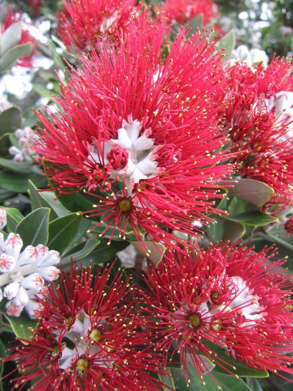 3: Pohutukawa flowers from close-up.