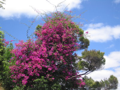 51: Bougainvillea in full bloom under a nearly-too-bright sun
