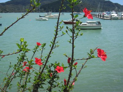 53: hibiscus bushes dotted the harbor and hillsides