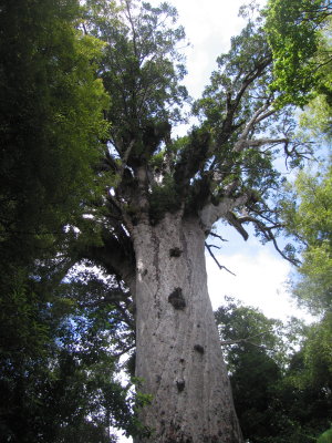 55: ... but it soon became sunny -- here the sun is hidden behind a giant kauri tree