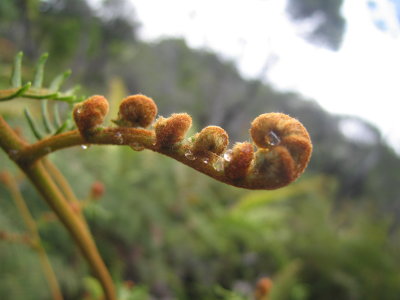 58: the remaining kauri forest is well protected, but we admit nearly more interest in the ferns than the giant trees