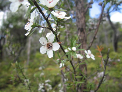 59: the forest is also home to manuka bushes, as per the honey