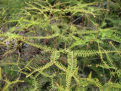 60: low fern cover in the Waipoua forest
