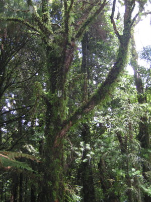 63: epiphytes were abundant in the old-growth forest