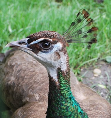A peahen -- perfect