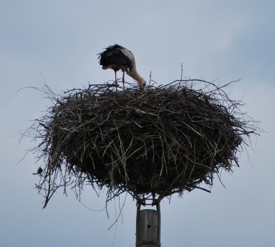 A stork nesting on a stork pole, Slovenia