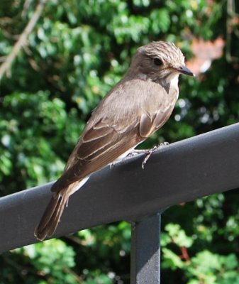 Spotted flycatcher